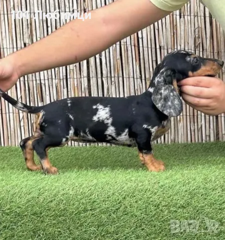 Дакели мерле, снимка 2 - Дакели - 47454831