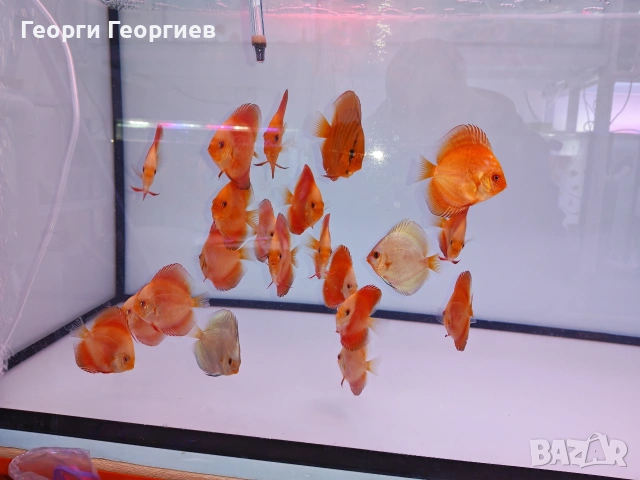 Дискуси, снимка 18 - Рибки - 51439805