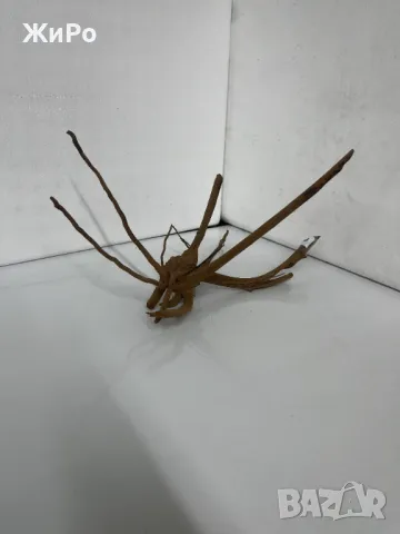 Корен от Азалия /декорация/ 8, снимка 4 - Други - 48577917