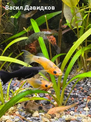 Молинезия, снимка 4 - Рибки - 48361888