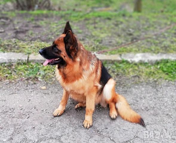 Женска немска овчарка с родословие , снимка 4 - Немска овчарка - 53051434
