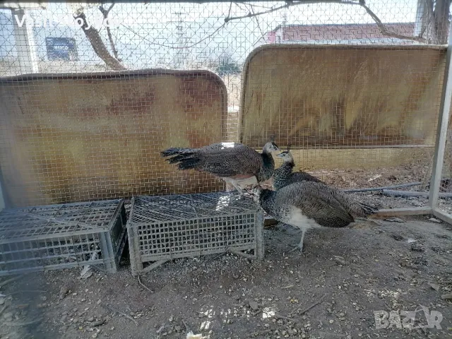 фенерлии и двукачулни, снимка 10 - други­ - 29392095