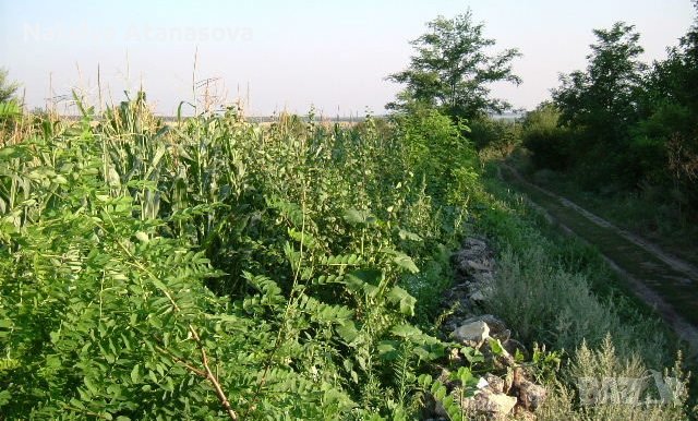 Селска къща Златия, снимка 13 - Къщи - 39719869