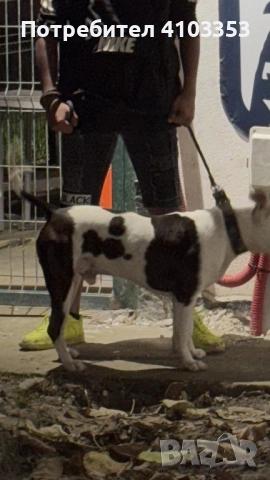 ТОП американско були за разплод по всяко време, снимка 3 - Питбул - 52446365