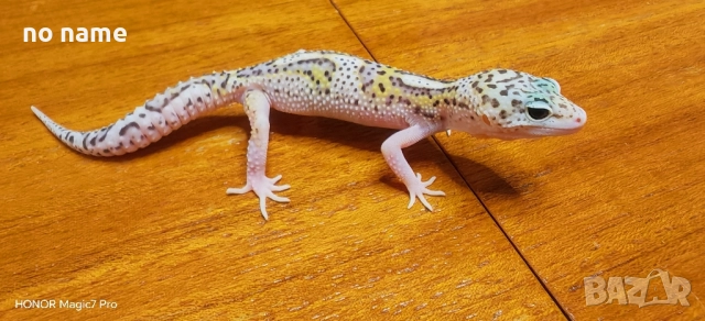 Леопардов гекон (Eublepharis macularius) , снимка 4 - Гекон - 52153005