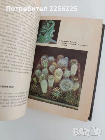 Созвездие кактусов, снимка 2 - Специализирана литература - 52791078