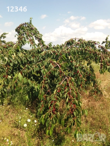 Продава се овощна градина, снимка 3 - Земеделска земя - 52111055