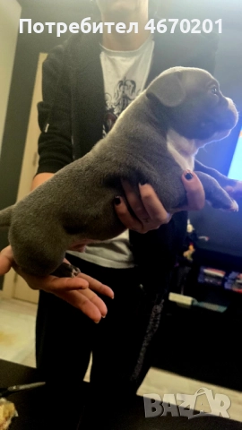 Американско Покет були, снимка 8 - Други - 52671780