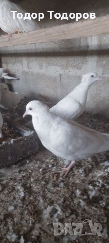 Скумрийки качулати, сини и обикновени , снимка 1