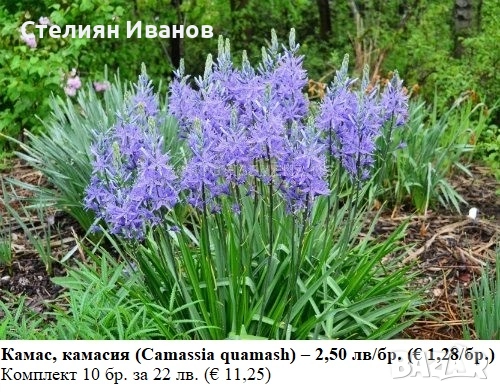 Камас, камасия (Camassia quamash) – луковици