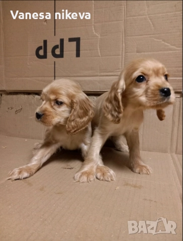 Чистокръвни Кокер Шпаньоли, снимка 5 - Кокер шпаньол - 51548928