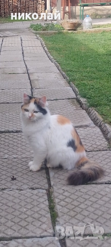 котка с дълъг косъм, снимка 2 - За котки - 52866078