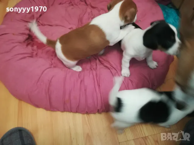 ДЖАК РЪСЕЛ БЕБЕТА 2025-ТА 3001251931, снимка 6 - Джак ръсел териер - 48897880