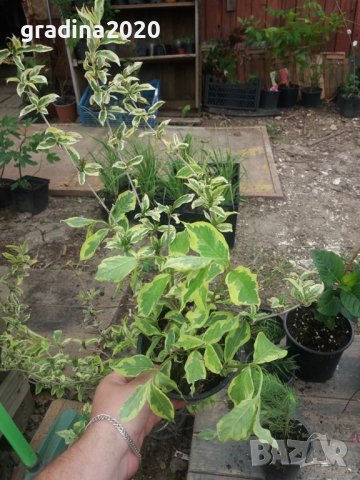 Вайгела  - Налични 4 вида, снимка 15 - Разсади - 42940747