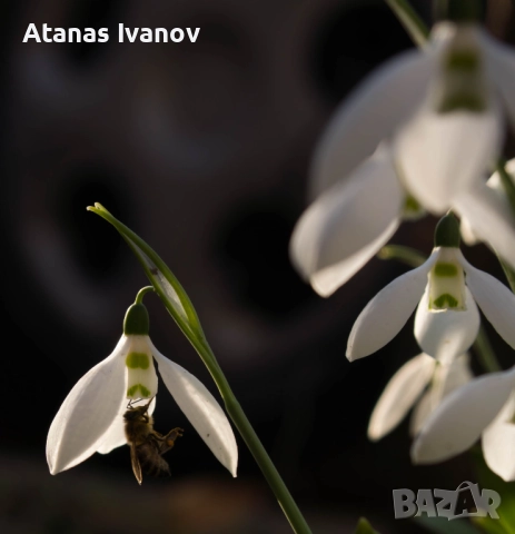 Обектив 7artisans AF 50mm f/1.8 FF за Sony E-mount, снимка 6 - Обективи и филтри - 52583452