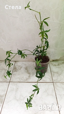 комплект цветя 10 евро и други цветя , снимка 14 - Стайни растения - 53144265