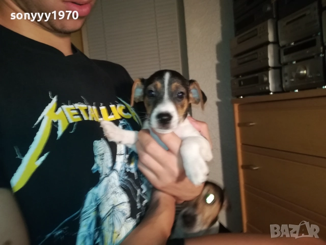 ДЖАК РЪСЕЛ С ПАСПОРТ И ВАКСИНА-МОМЧЕ В ТРИ ЦВЯТА 1110252034, снимка 5 - Джак ръсел териер - 52021651