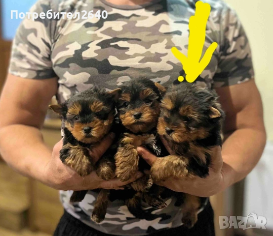 Йоркширски териер-стандарт