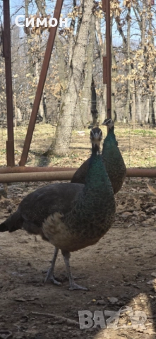 Пауни, снимка 6 - други­ - 51788218