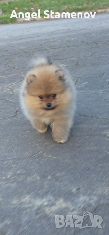 Померан,минимомченце с родословие!, снимка 7 - Померан - 53208731