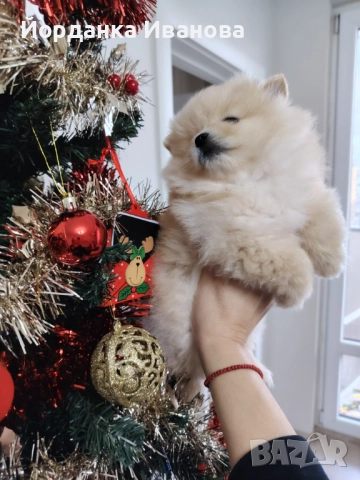 Померан , снимка 3 - Померан - 52594492