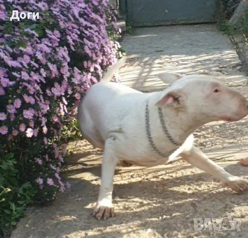 Продавам Бултериер , снимка 3 - Бултериер - 51810514