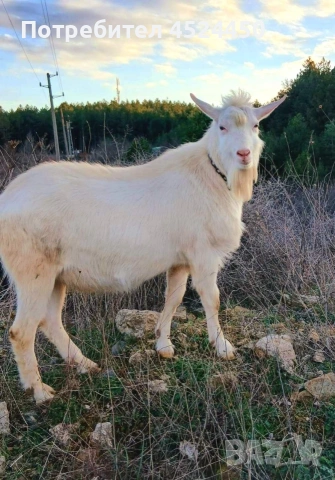 Продавам чистокръвен млад саански пръч , снимка 2 - Кози - 53420804