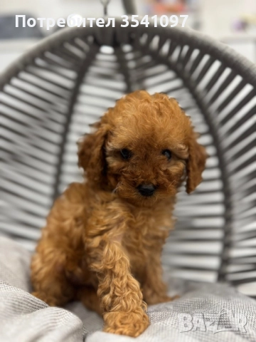 Той Пудел , снимка 3 - Пудели - 52907048