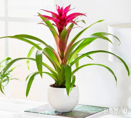 красиво домашно растение