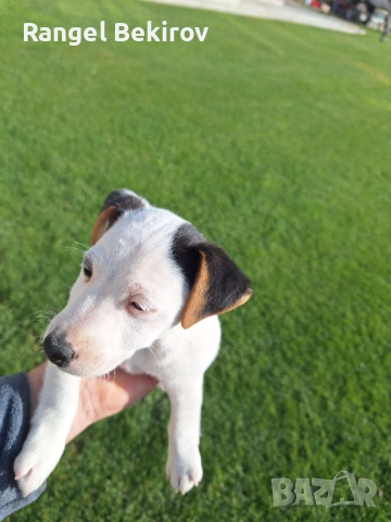 Джак ръсел, снимка 5 - Джак ръсел териер - 52825883