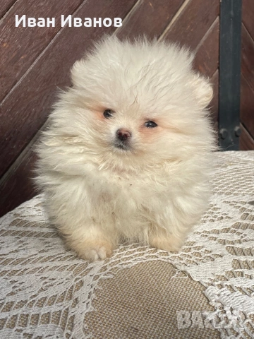 Мъжко Померанче, снимка 2 - Померан - 53508791