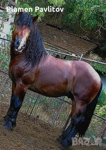 Жребец,тежковоз, снимка 4 - Коне - 53385310