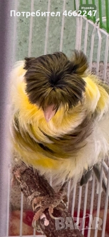 Канарчета порода “Подовано”, снимка 4 - Канари - 52884916