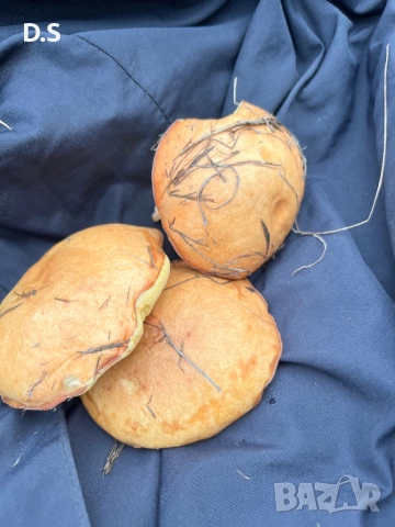 Продавам гъби масловки , снимка 2 - Домашни продукти - 52148004