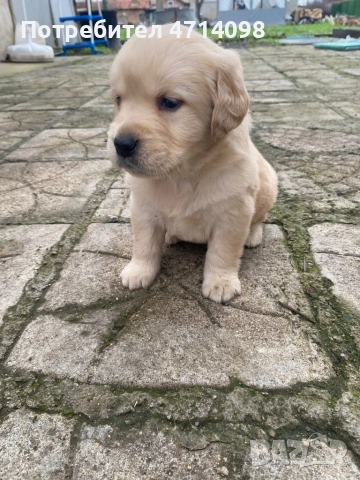 Бебета Лабрадори, снимка 9 - Лабрадор ретривър - 53302211