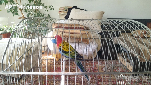 Розела , снимка 2 - Папагали - 53473924