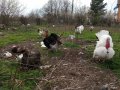 Продавам пуйки и пуешки яйца, снимка 3