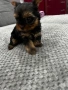 мини йоркширски териер, снимка 3