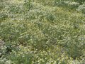 Семена Лайка сортове Лазур и Средец Matricaria chamomilla, снимка 7