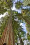 Нови качествени 15 семена от гигантска секвоя мамутово дърво sequoiadendron giganteum за декорация, снимка 9