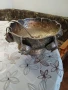 Антикварна посребрена купа, снимка 3