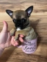 Продавам мини чихуахуа , снимка 1