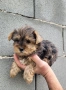 Йоркширски териер мини-мерле!!!, снимка 6