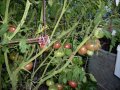 Разсад и семена от  домат  - Чероки пърпъл, снимка 4