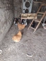 породисти кокошки , снимка 9