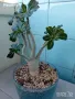 Адениум - Obesum,Arabicum,Somalense,Socotranum и DHA, снимка 3