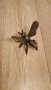 Масивна Чугунена пчела–450гр, снимка 7