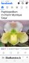 Орхидея Pafiopedilum, снимка 1 - Стайни растения - 44125751