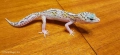 Леопардов гекон (Eublepharis macularius) , снимка 4