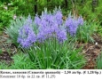 Камас, камасия (Camassia quamash) – луковици, снимка 1